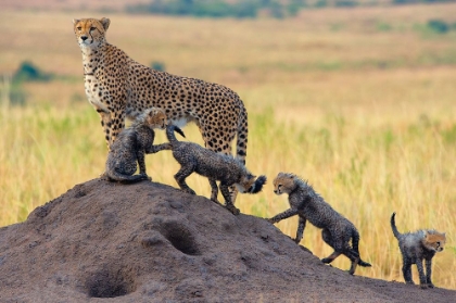 Picture of FAMILY