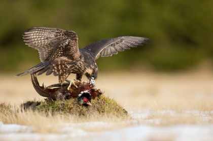 Picture of PEREGRINE FALCON