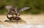 Picture of PEREGRINE FALCON