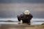 Picture of BALD EAGLE