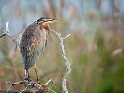 Picture of PURPLE HERON