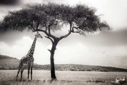 Picture of UNDER THE AFRICAN SUN