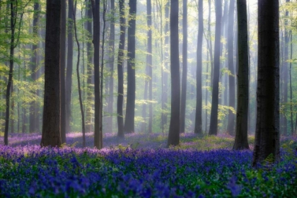 Picture of BLUEBELLS