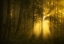 Picture of YELLOW