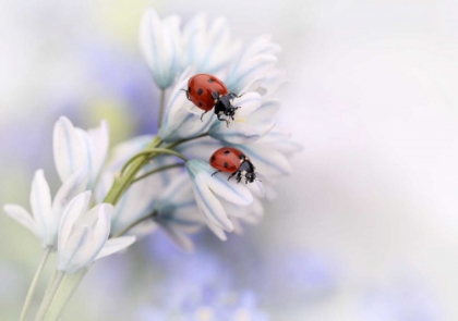 Picture of LADYBIRDS