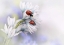 Picture of LADYBIRDS
