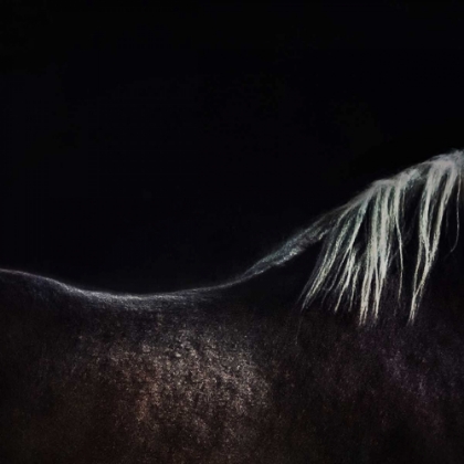 Picture of THE NAKED HORSE