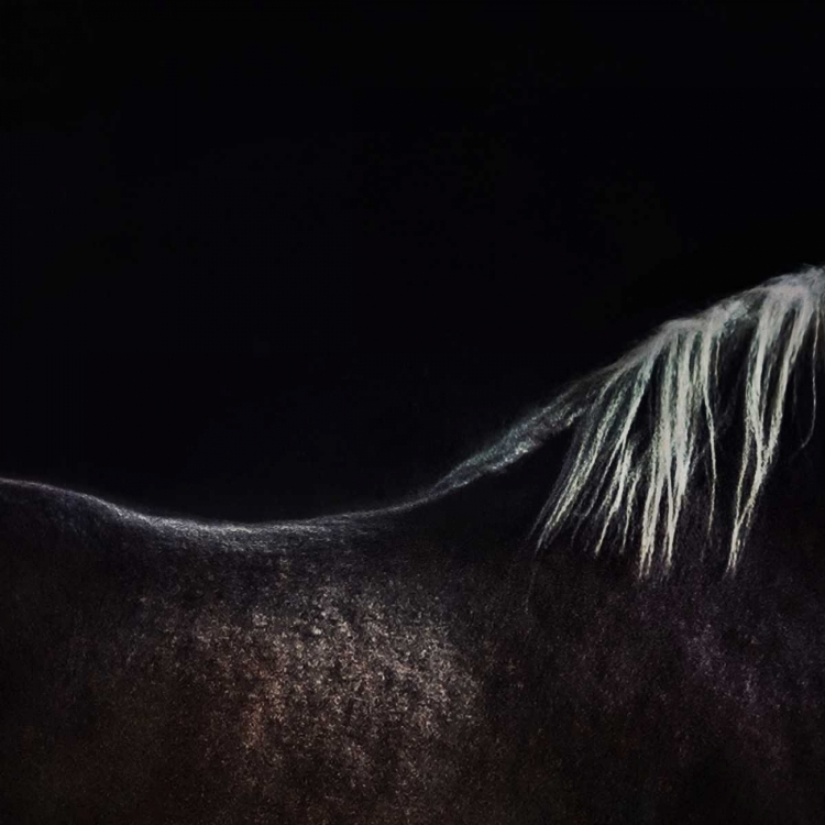 Picture of THE NAKED HORSE