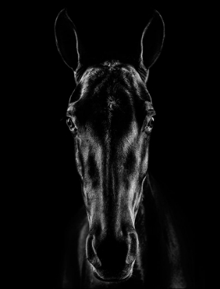 Picture of THE HORSE IN NOIR