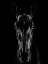 Picture of THE HORSE IN NOIR