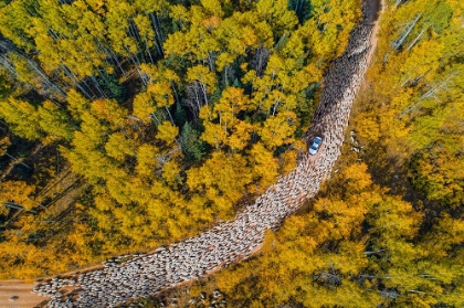 Picture of TRAFFIC JAM