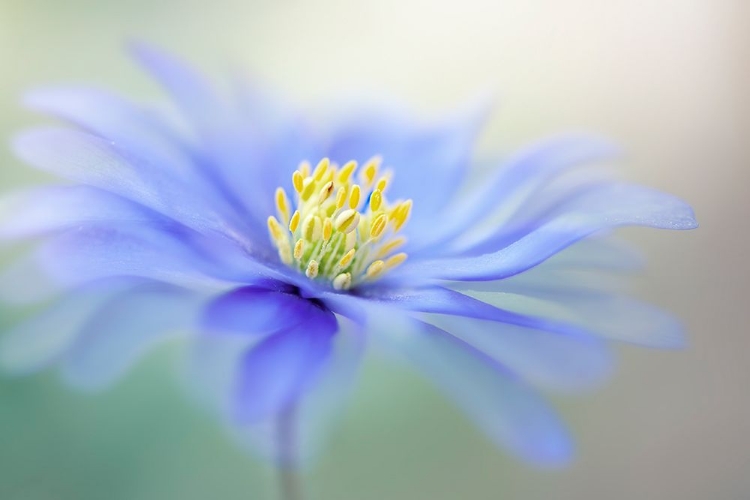 Picture of BREEZE