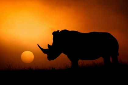 Picture of RHINO SUNRISE