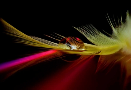 Picture of COLORS IN THE DROP