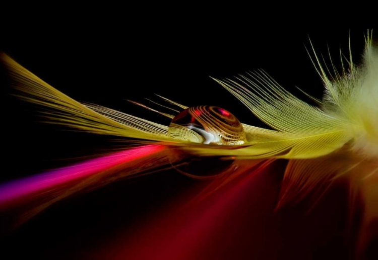 Picture of COLORS IN THE DROP