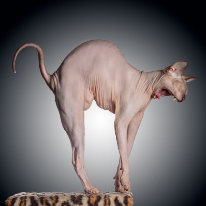 Picture of SPHINX