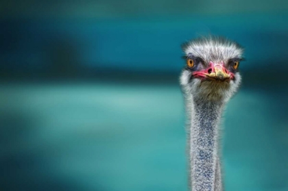 Picture of OSTRICH PROTECTING TWO POOR CHICKEN FROM THE WIND