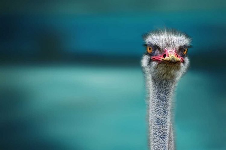 Picture of OSTRICH PROTECTING TWO POOR CHICKEN FROM THE WIND