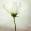 Picture of WHITE COSMOS