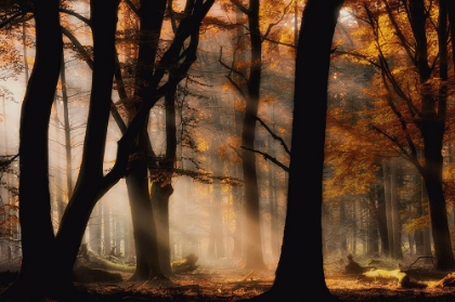 Picture of AUTUMN LIGHT