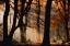 Picture of AUTUMN LIGHT