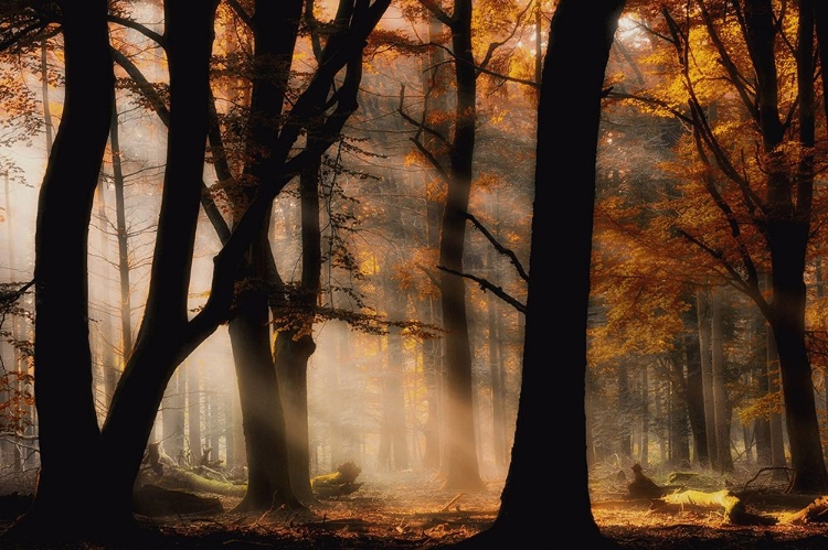 Picture of AUTUMN LIGHT