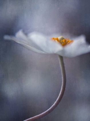 Picture of THE BEAUTY WITHIN