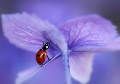 Picture of LADYBIRD ON PURPLE HYDRANGEA
