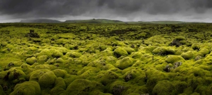 Picture of ISLANDMOOS I