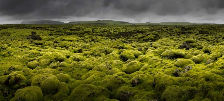 Picture of ISLANDMOOS I