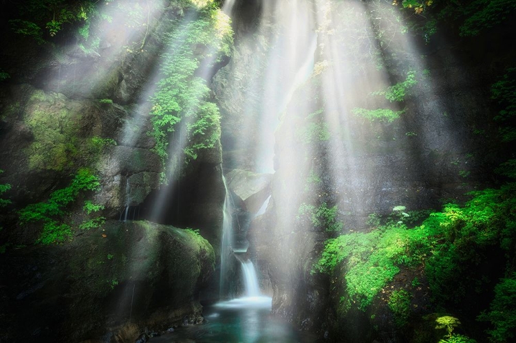 Picture of THE EDEN OF LIGHT
