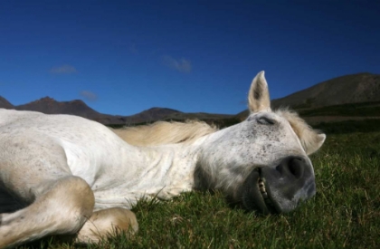Picture of SLEEPING BEAUTY