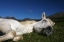 Picture of SLEEPING BEAUTY