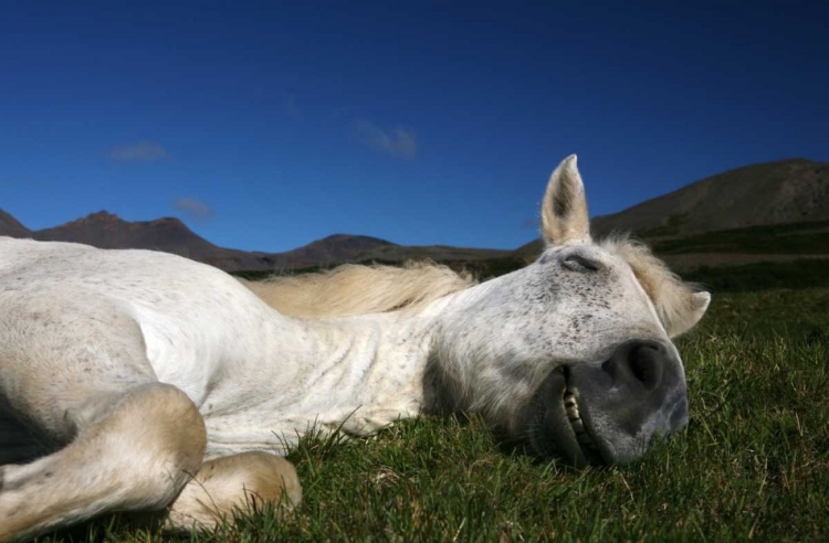 Picture of SLEEPING BEAUTY