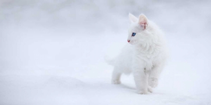 Picture of WHITE AS SNOW
