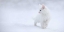 Picture of WHITE AS SNOW