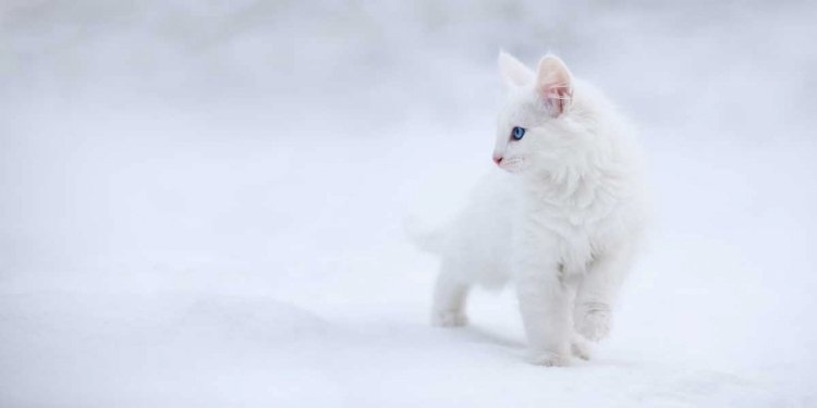 Picture of WHITE AS SNOW