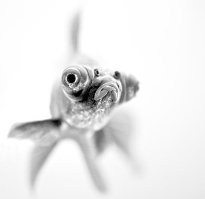 Picture of IM READY FOR MY CLOSE UP...