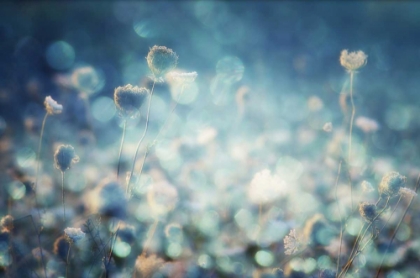 Picture of DIAMONDS