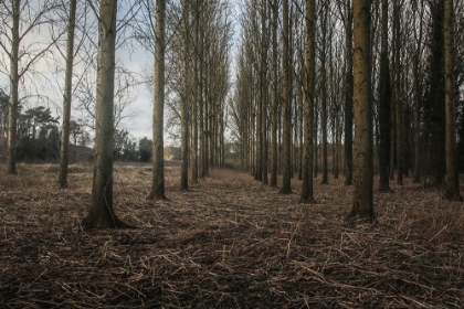 Picture of WINTER TREE AVENUE