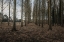 Picture of WINTER TREE AVENUE