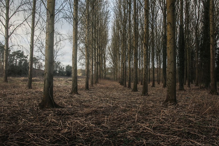 Picture of WINTER TREE AVENUE