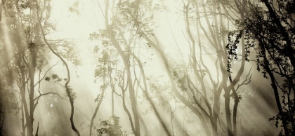 Picture of FOG