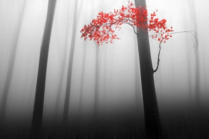 Picture of ILLUSION