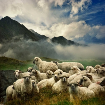 Picture of THE SILENCE OF THE LAMBS