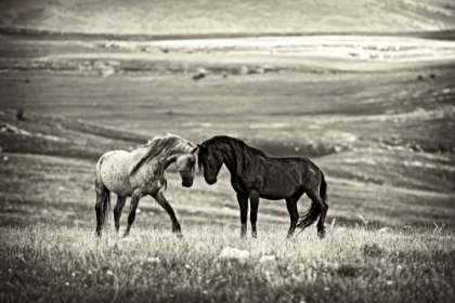 Picture of CLOSE ENCOUNTER