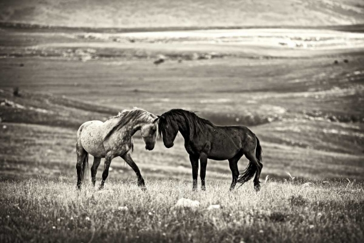 Picture of CLOSE ENCOUNTER