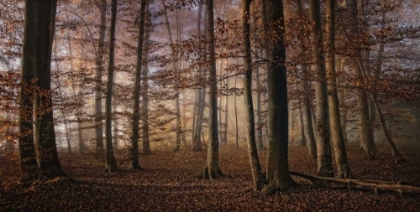 Picture of AUTUMN