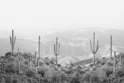Picture of WESTERN CACTUS