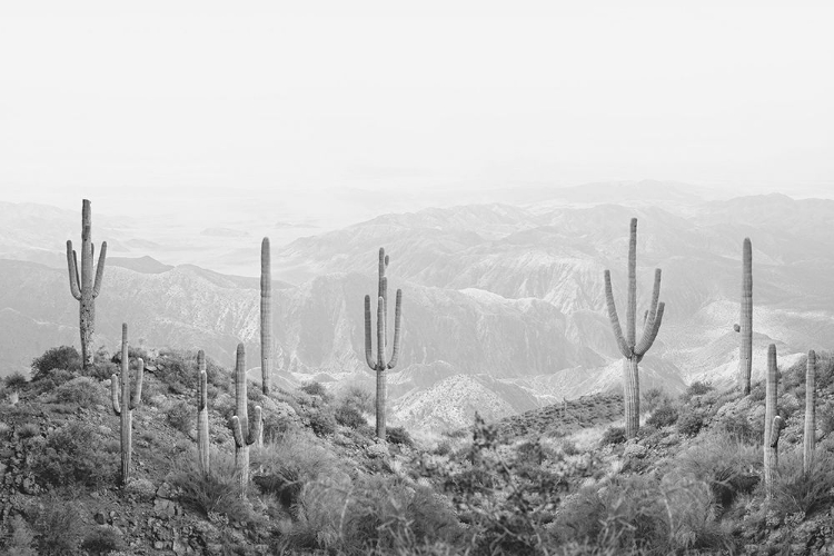 Picture of WESTERN CACTUS